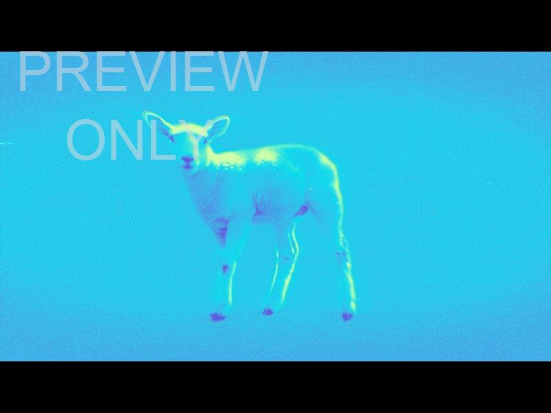 Bible Animals 2 Sheep Color Map Still