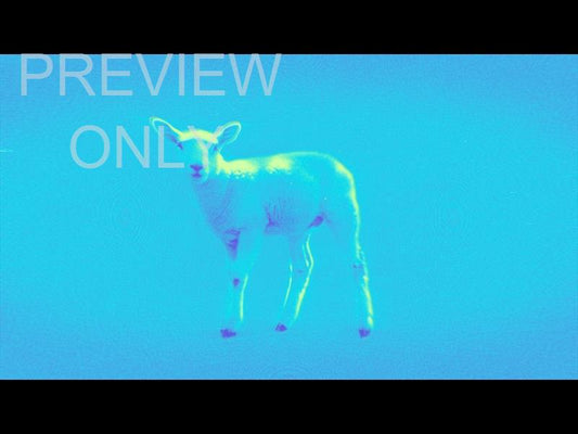Bible Animals 2 Sheep Color Map Still