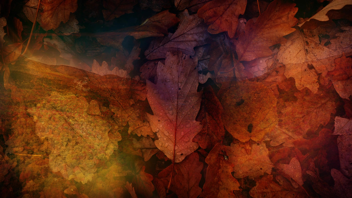 Subtle Fall 03 Still