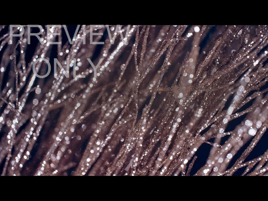 Christmas Gold 10 Still