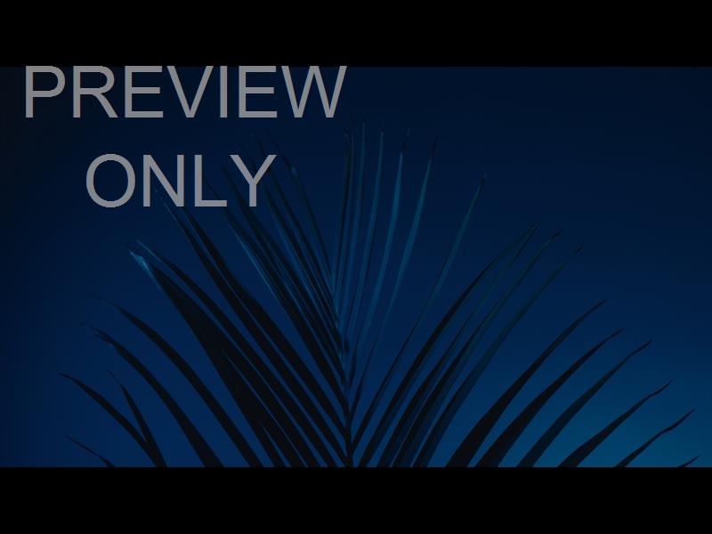Cinematic Palms Still 16