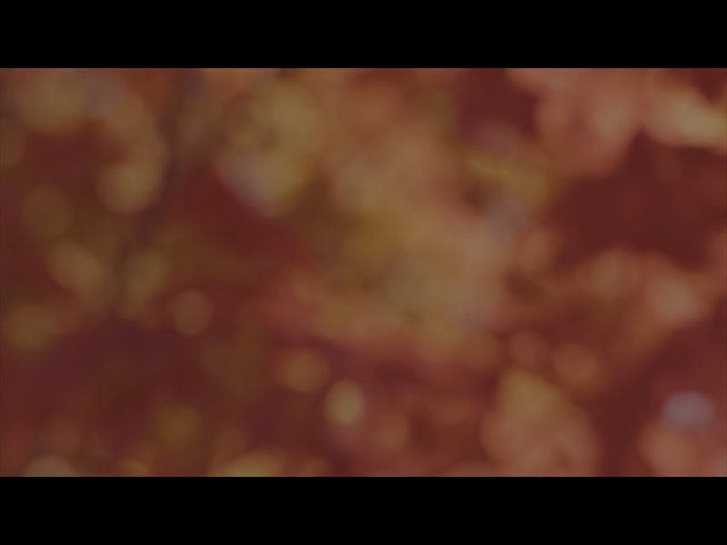 Beautyfall Loop 02