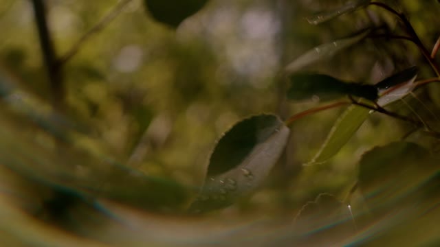 Like A Tree Loop 06