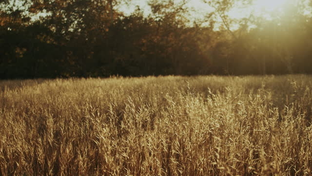 Autumn Meadow Motion Background 16