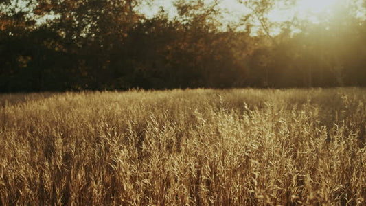 Autumn Meadow Motion Background 16