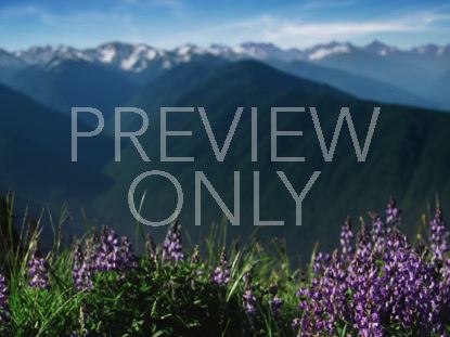 Mountain Pines Purple Flower Focus