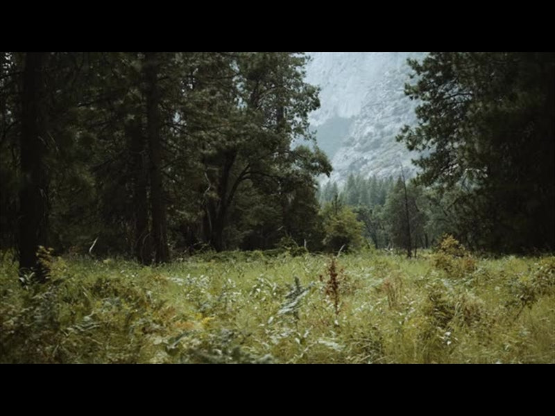 Yosemite Meadows Motion - 10