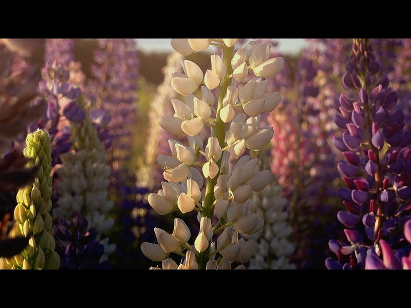 Flower Garden Loop 03
