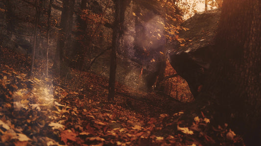 Autumn Dream Path Still