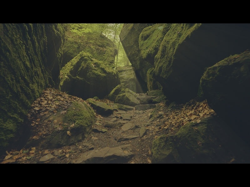 Deep Forest Rocky Ravine