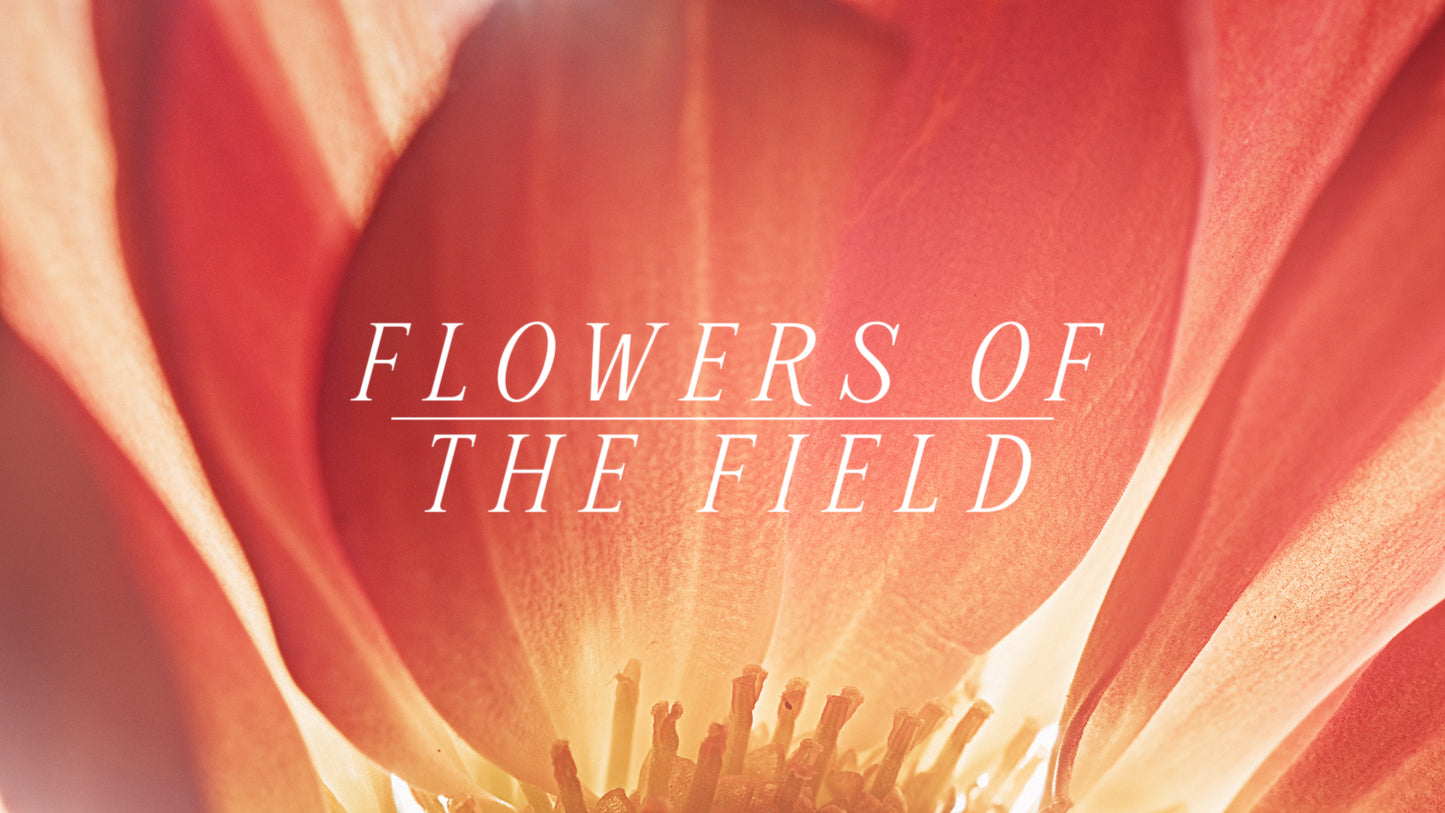 Flowers Of The Field Collection
