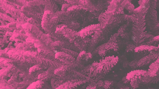 Modern Winter Trees 06