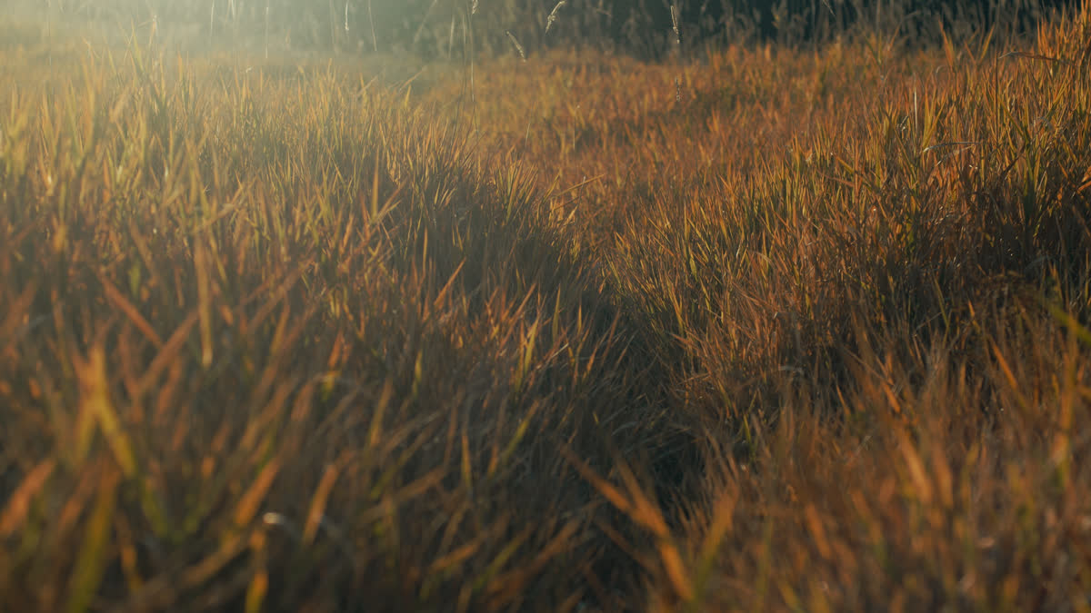 The Grass Still 04