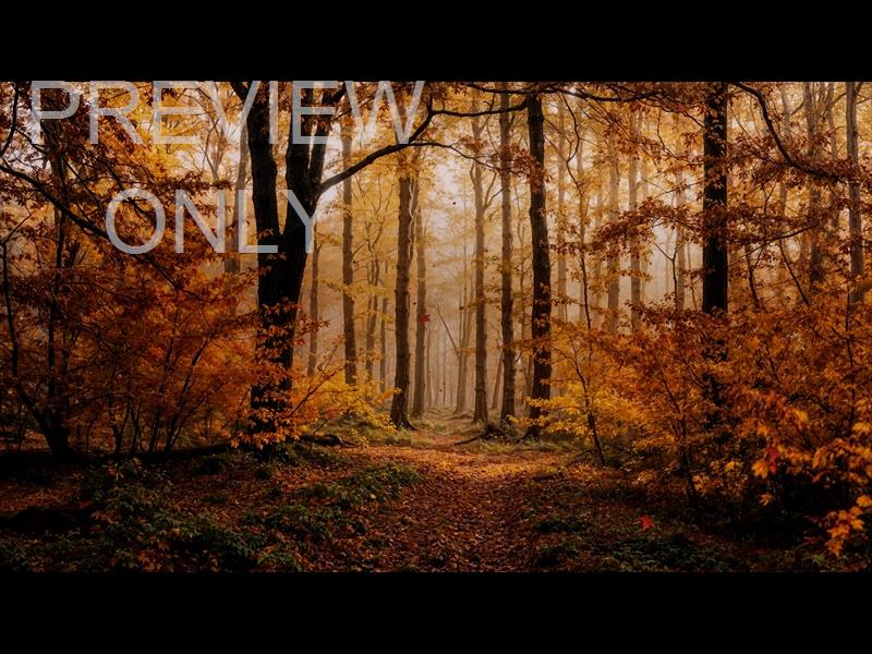 Forest Fall 5 Still