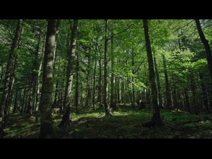 Renew Green Forest