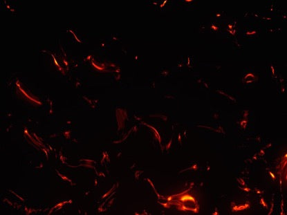 Molten 1