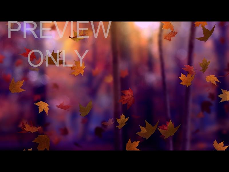 Fall Woods 17 Still