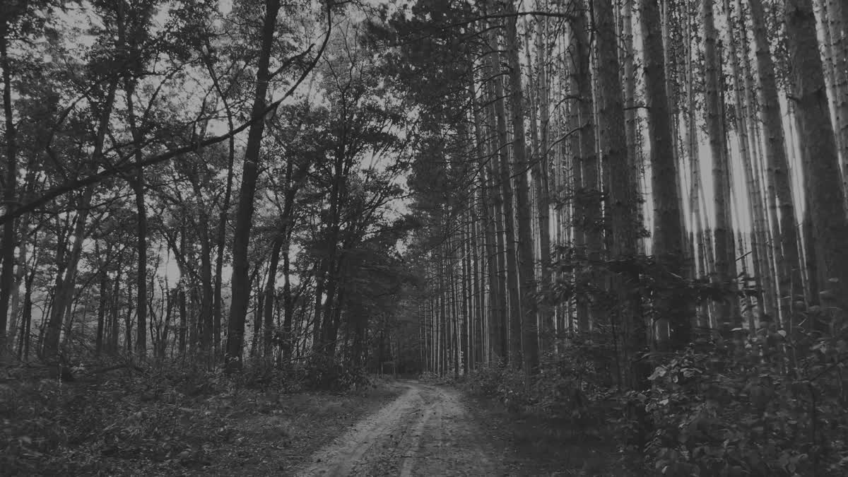 The Forest 6 Bw Still