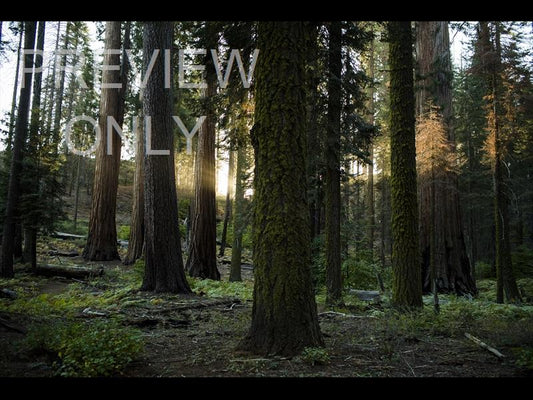 Sunset Peaceful Forest