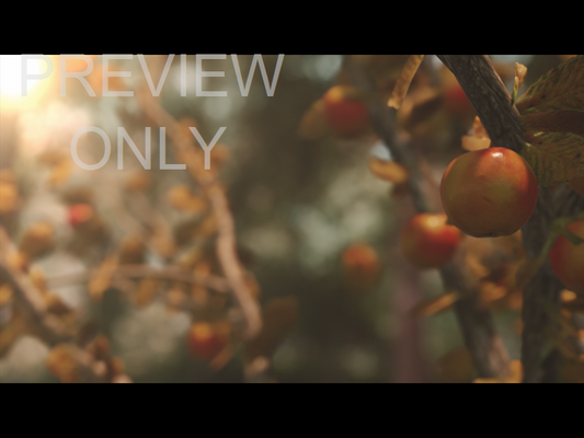 Harvest Still 01