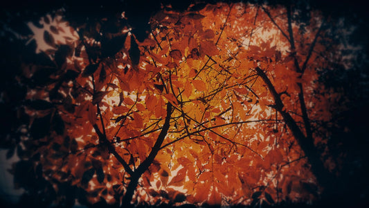 Autumn Fire Ablaze Still