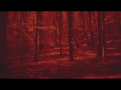 Autumn Leaves Orange