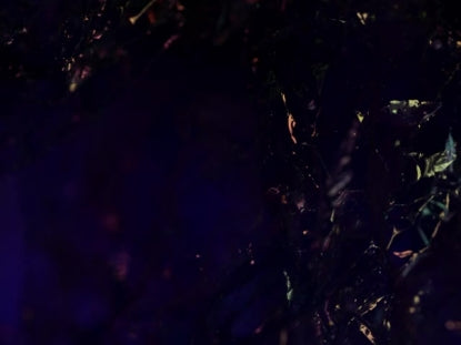 Black Ice 4