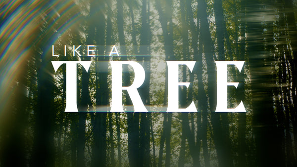 Like A Tree Collection