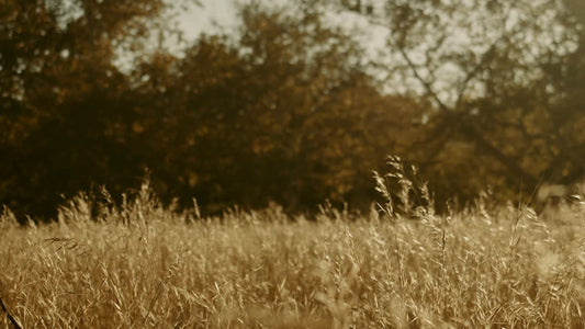 Autumn Meadow Still 20