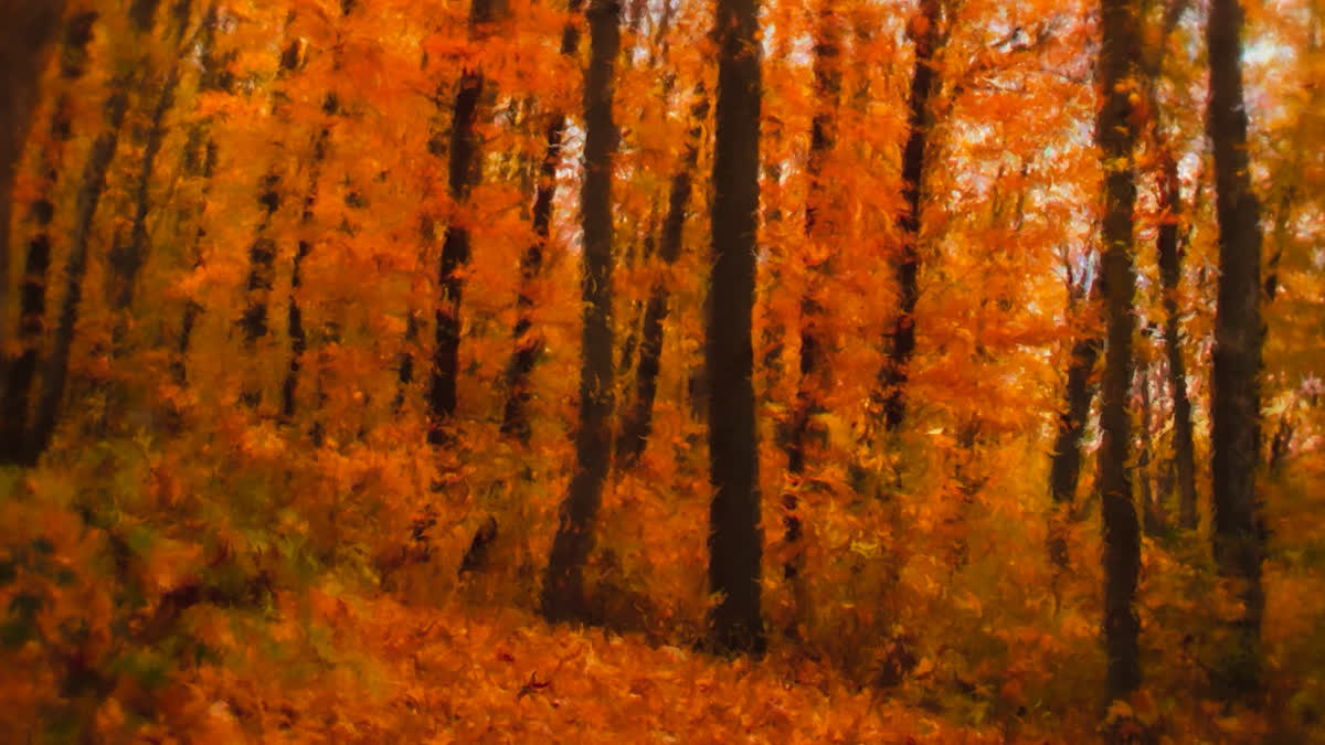 Autumn Vibes 4