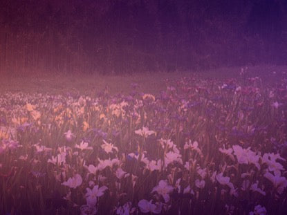 Wildflower 6