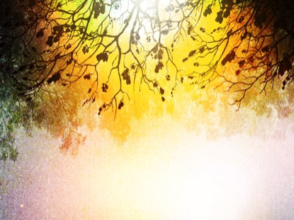 Spiced Woods 3 Motion