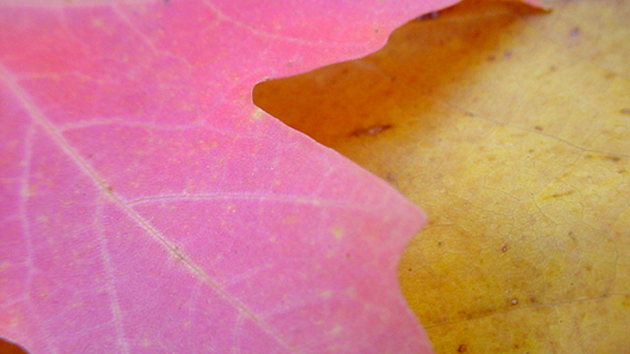 Close Up Leaf