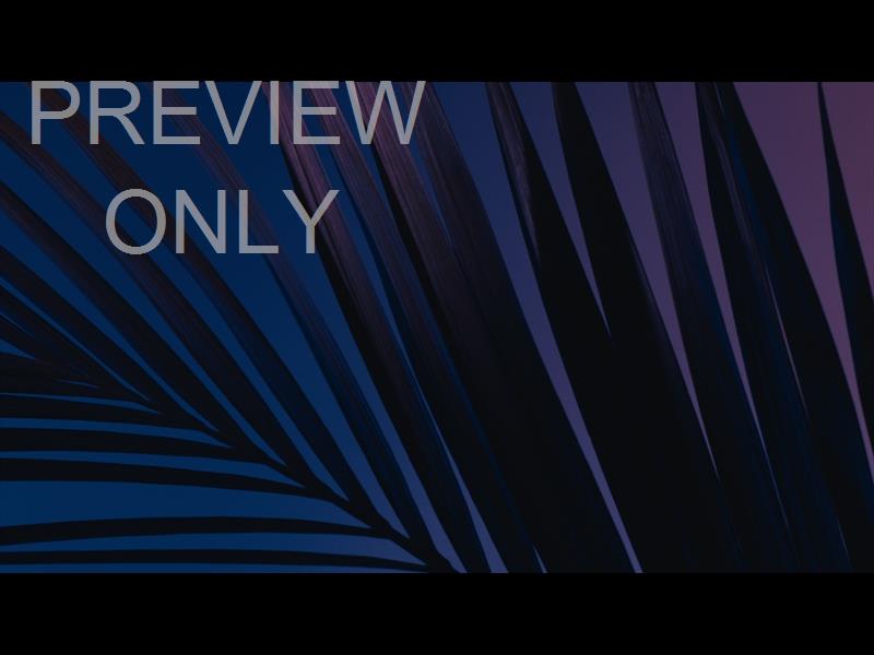 Cinematic Palms Still 3