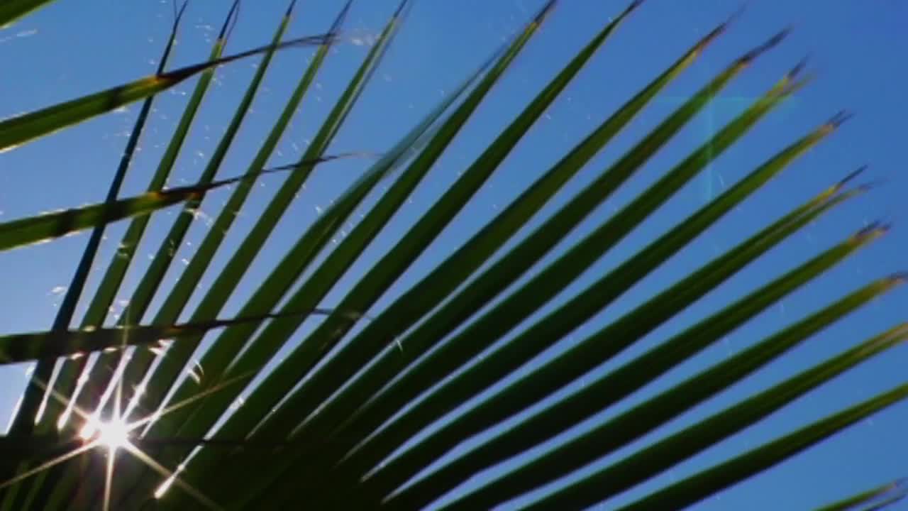Palm Leaf Sunshine