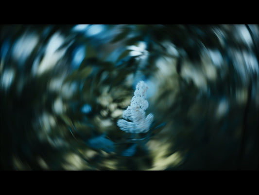 Radial Nature 8