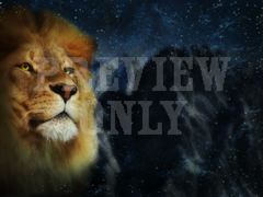 Lion Face Close