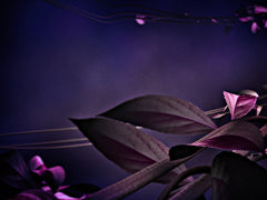 Vines Right Purple