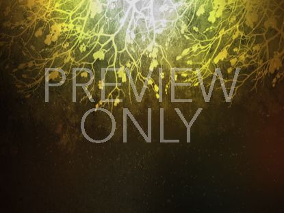 Spiced Woods 2 Still