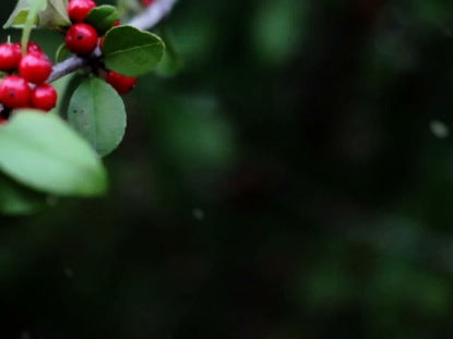 Holly Branch Left Snow