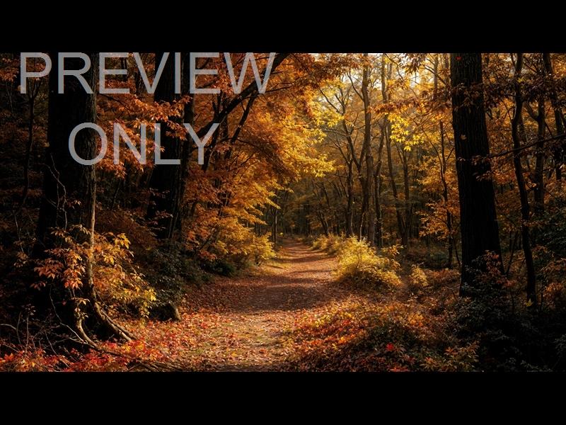 Forest Fall 10 Still