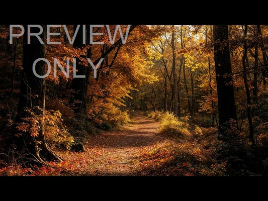 Forest Fall 10 Still