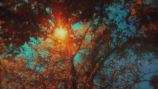 Autumn Canopies 1 Still