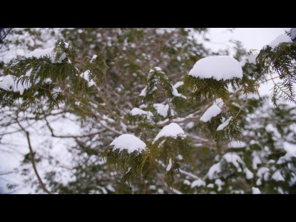 Snow Winter Background 43