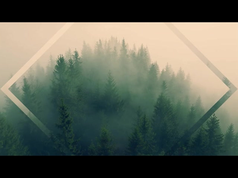 Misty Pines Low Flight