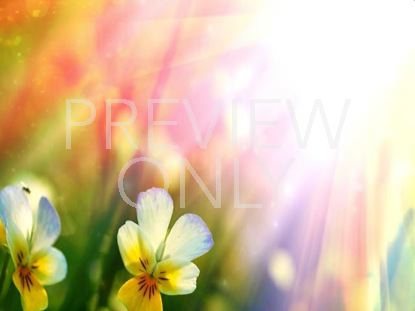 Floral Bloom 04