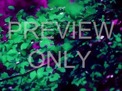 Purple Green Leaves Neon