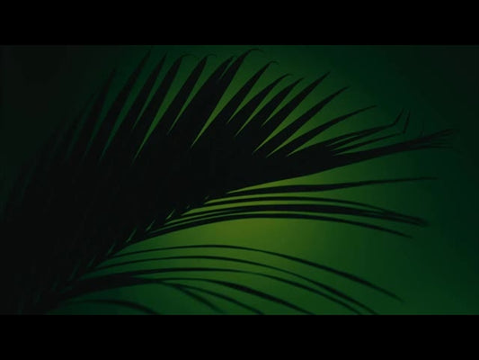 Cinematic Palms Loop 17