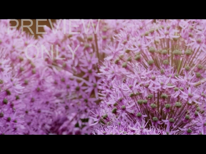 Flower Garden Still 05