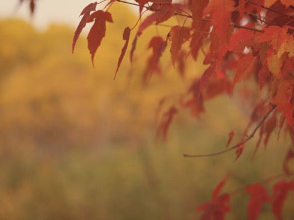 Fall Colors  Red Leaves